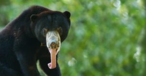 sun bear