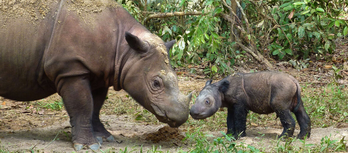 Sumatran rhinoceros