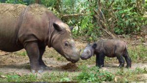 Sumatran rhinoceros