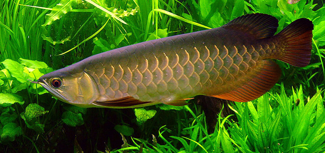 Asian arowana