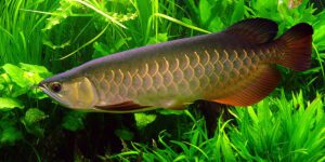 Asian arowana