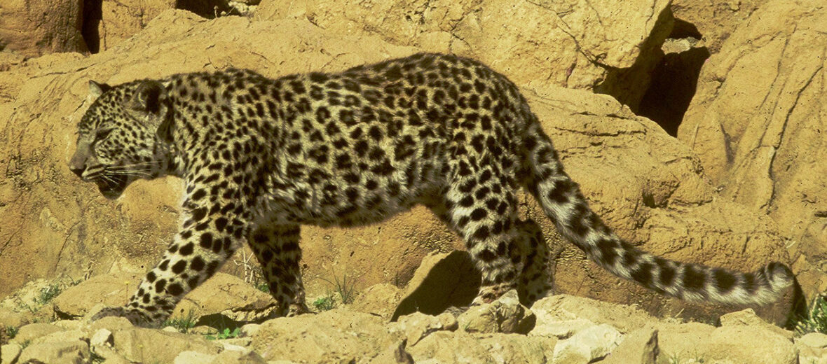 Arabian leopard