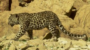 Arabian leopard