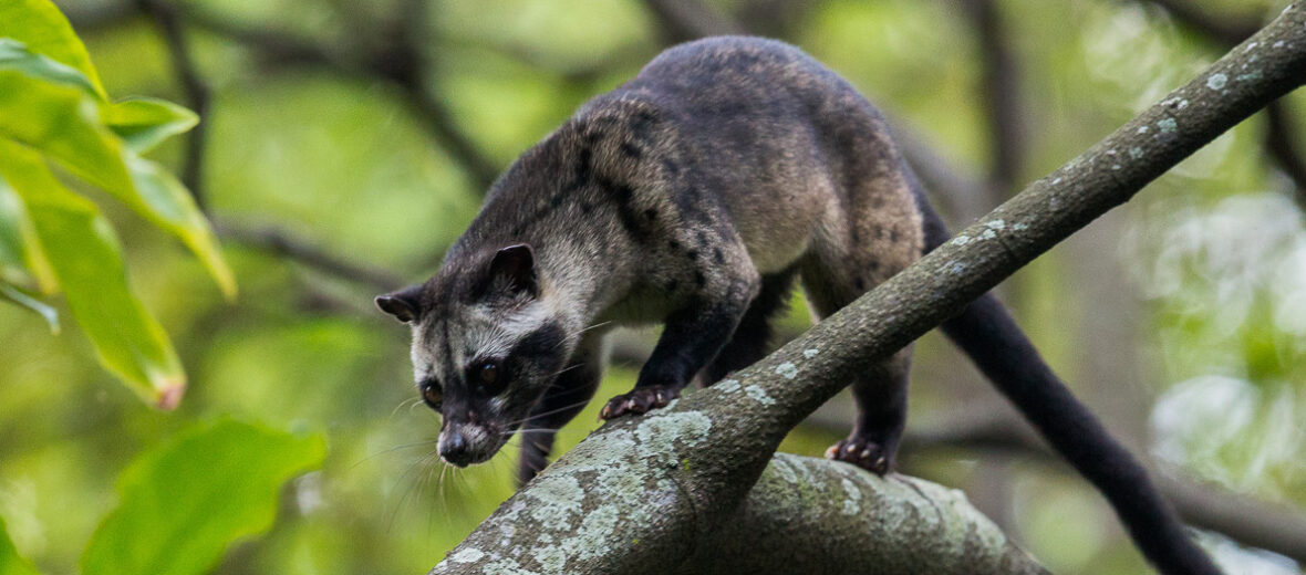 asian palm civet baby