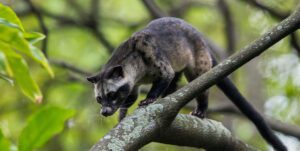 Asian palm civet