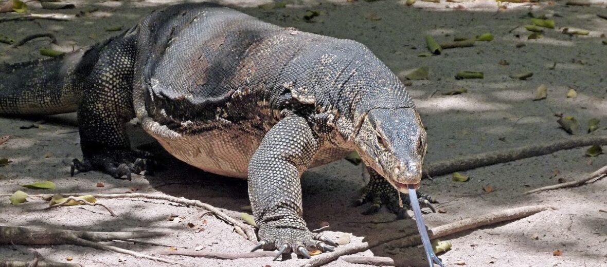 Asian water monitor