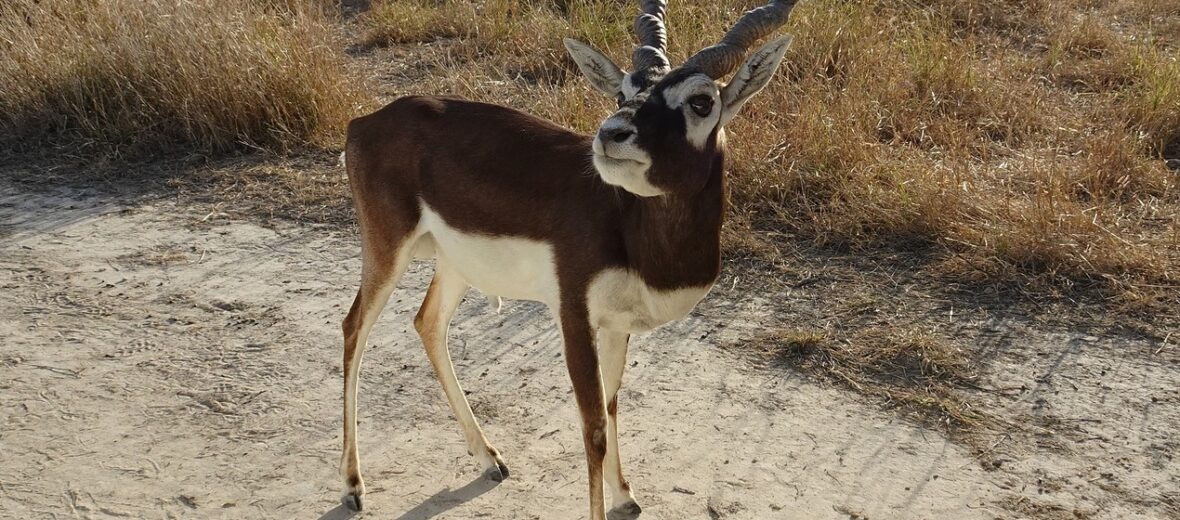 blackbuck antelope