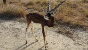 blackbuck antelope
