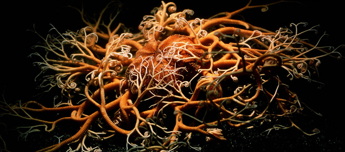 basket star