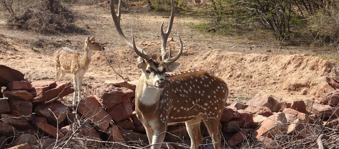 chital deer