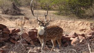 chital deer