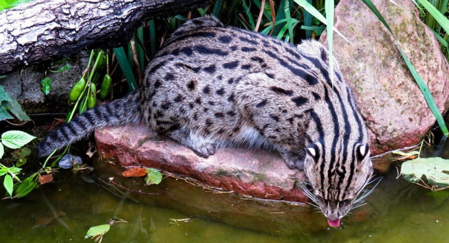 The Amazing Fishing Cat | Critter Science