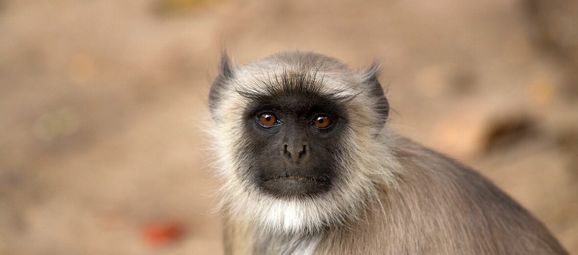 gray langur