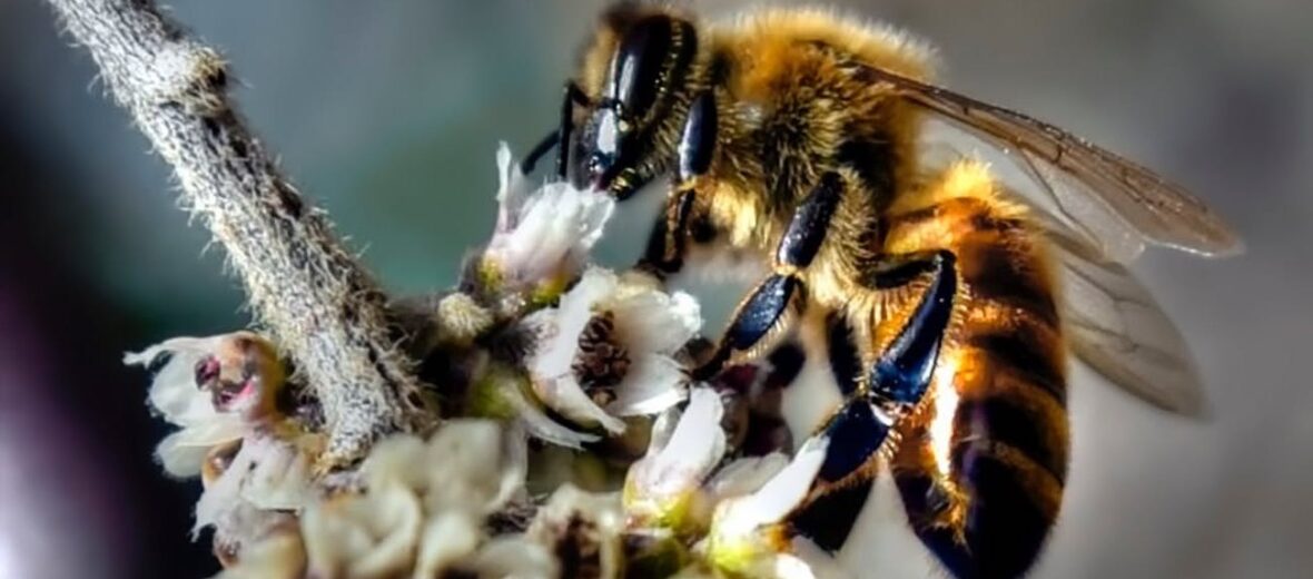 Himalayan honey bee