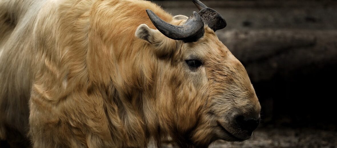 Himalayan takin