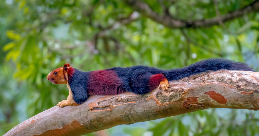 Indian Giant Squirrel Size