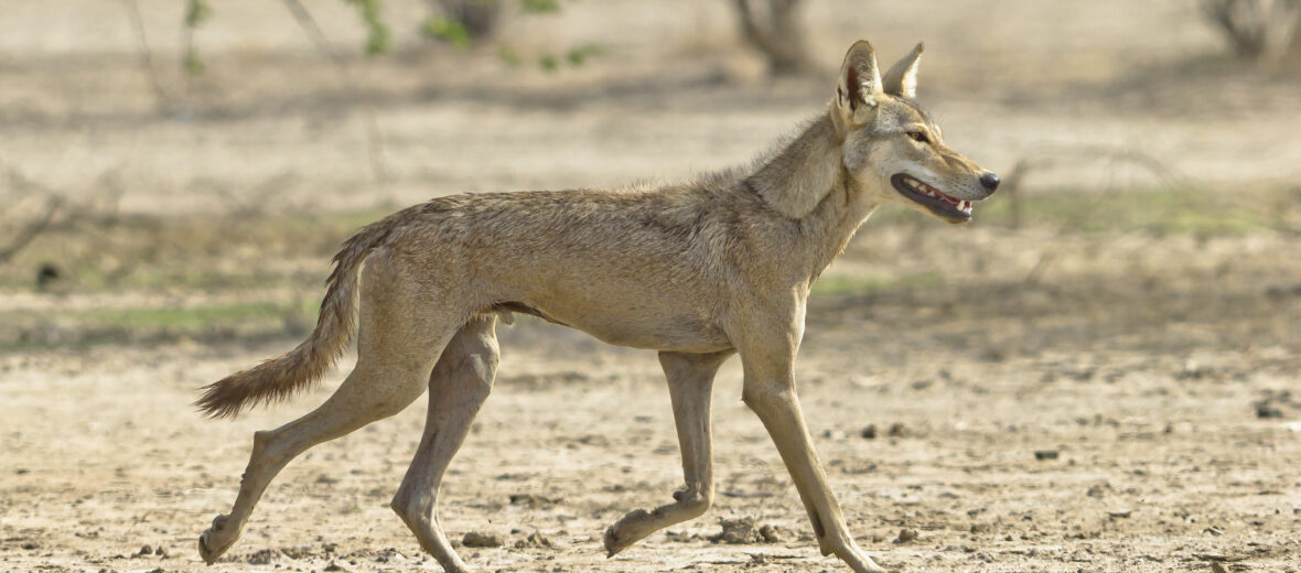 The Indian Wolf Critter Science   Iw1 1180x520 