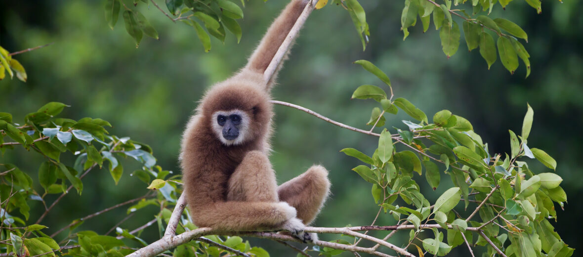 lar gibbon