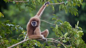 lar gibbon