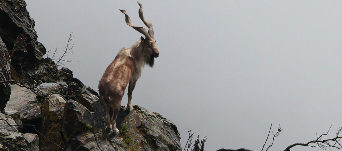 markhor, Critter Science