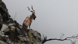 markhor