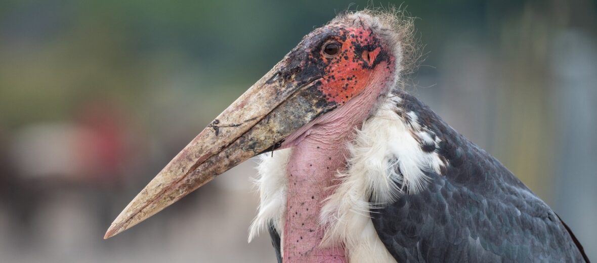 marabou stork