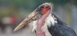 marabou stork