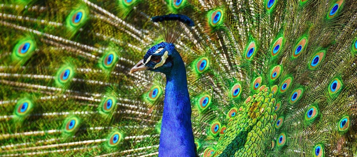 peacock