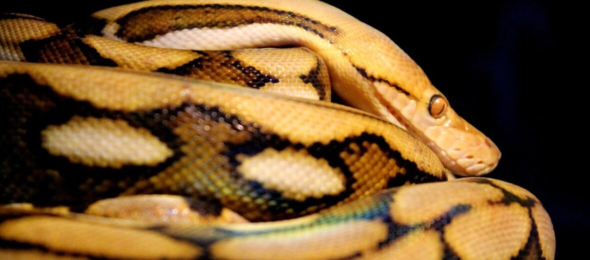 reticulated python