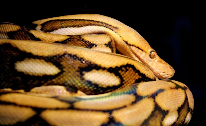 reticulated python