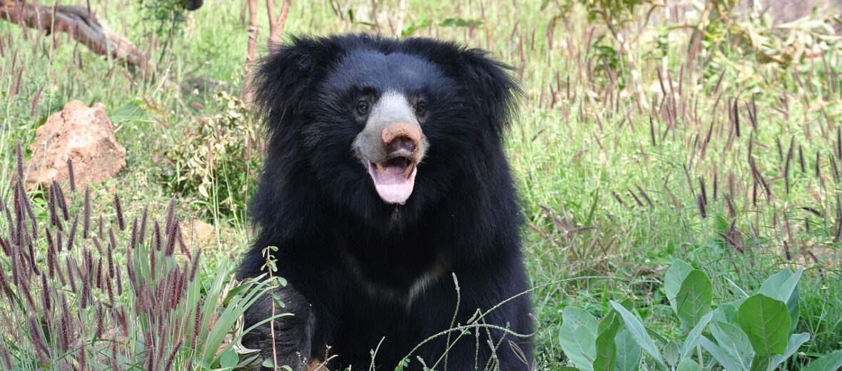 sloth bear, Critter Science