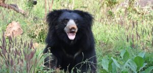sloth bear