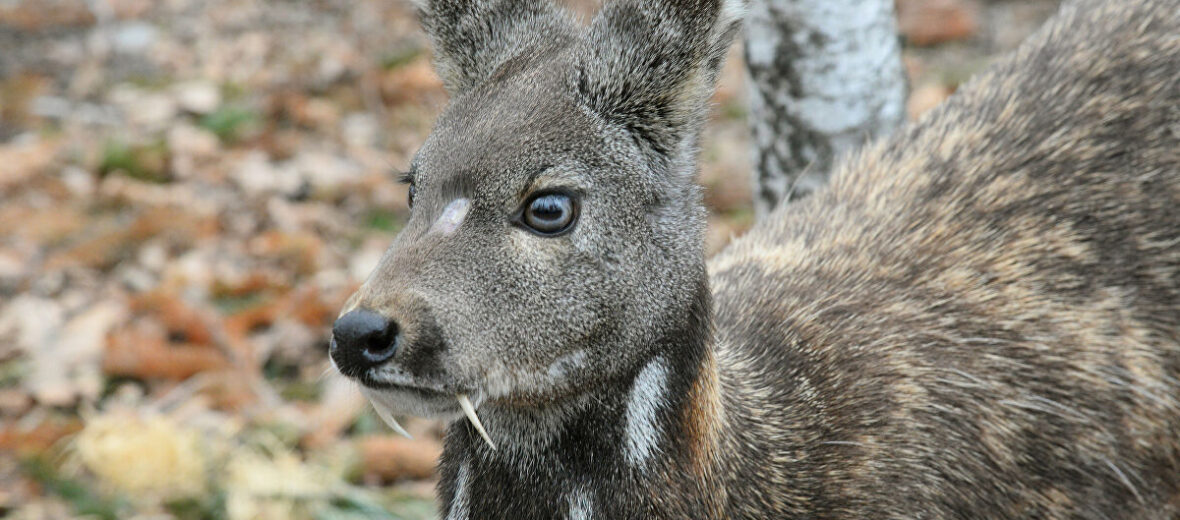 Native to mountain forests throughout Northeast Asia, the Musk