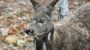 Siberian musk deer