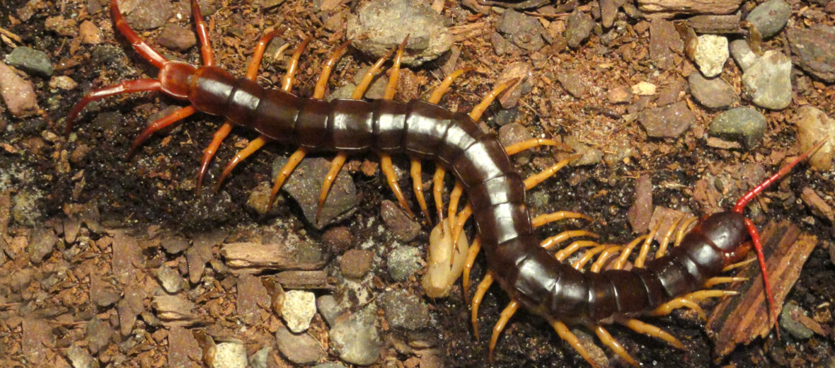 Vietnamese giant centipede