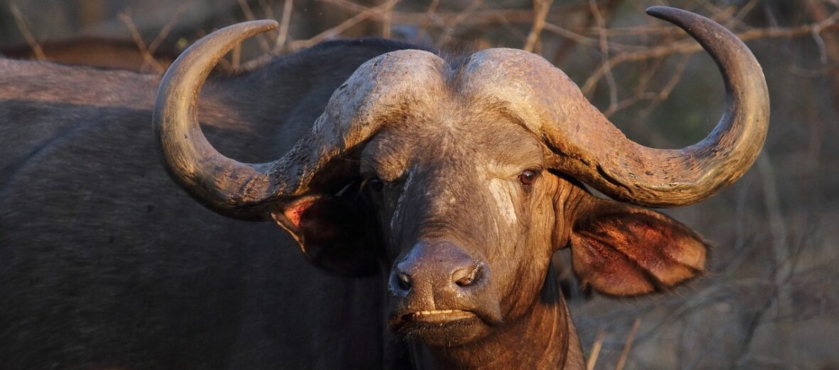 water buffalo