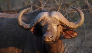 water buffalo