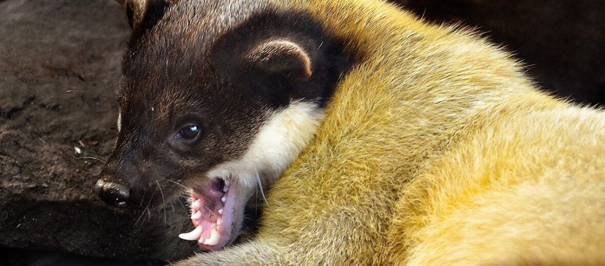 yellow-throated marten