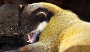 yellow-throated marten