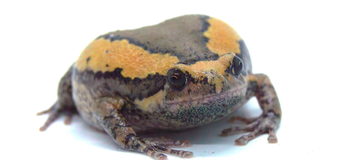 banded bullfrog, Critter Science
