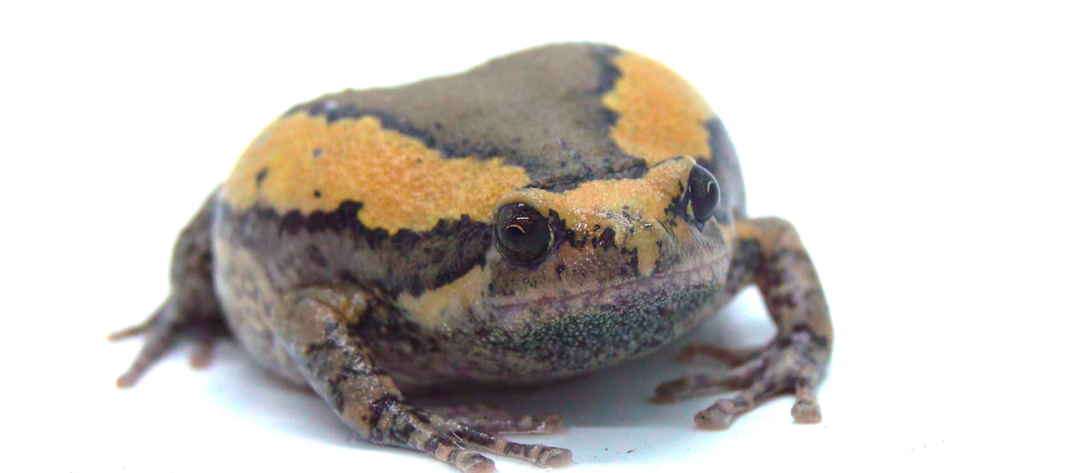 banded bullfrog