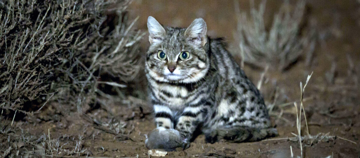 black-footed cat