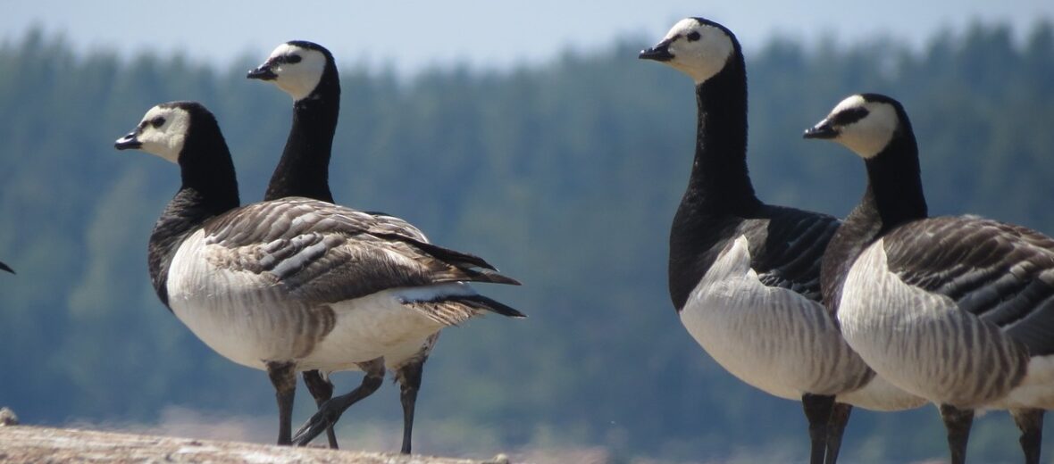 barnacle goose