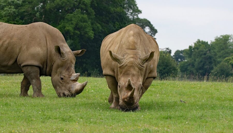 The Magnificent Black Rhinoceros | Critter Science