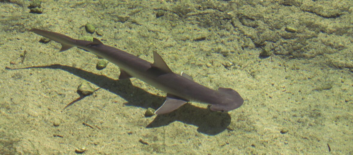 baby bonnethead shark