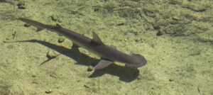 bonnethead shark