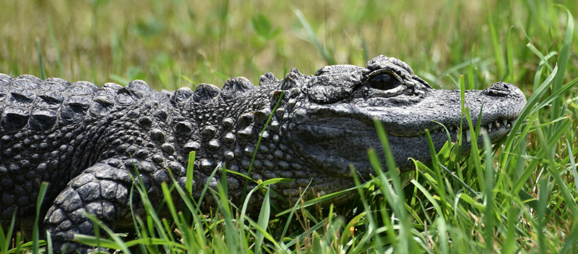 Chinese alligator