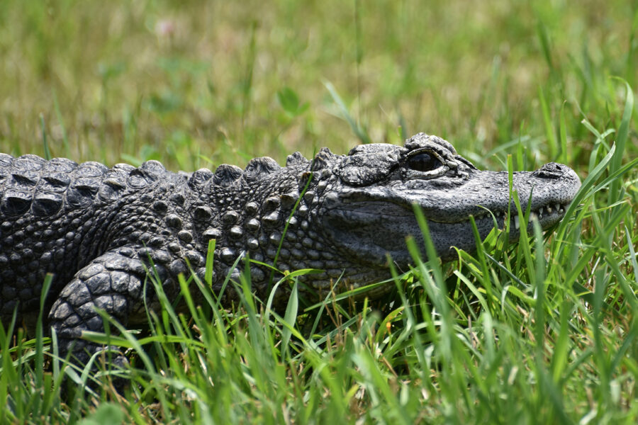 The Chinese Alligator | Critter Science