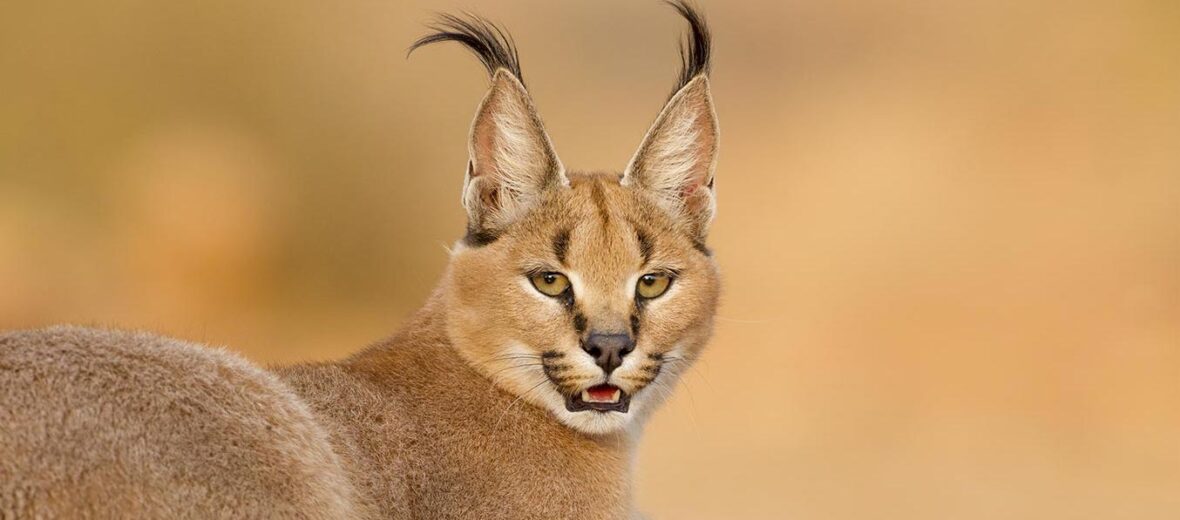 caracal