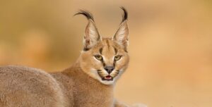 caracal